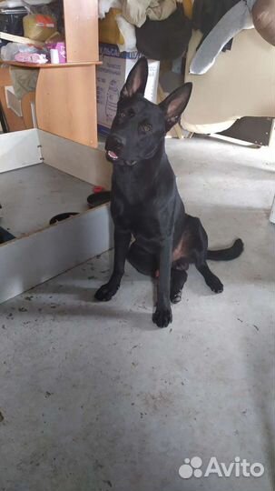 Вязка немецкой овчарки