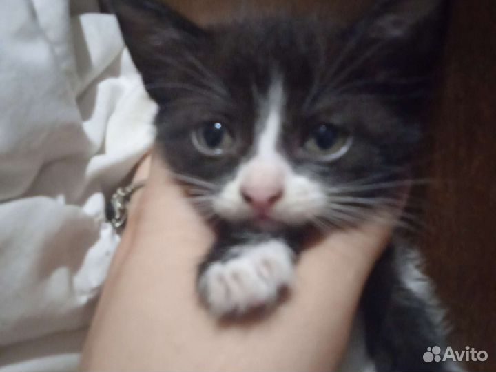 Отдаю котят