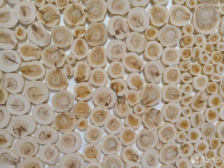 Можжевельник, срез,спил подставка, в наличии