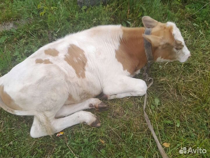 Продажа телят