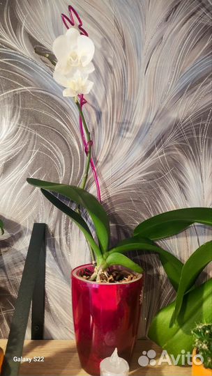 Орхидея фаленопсис