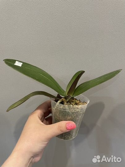 Орхидея Попкорн