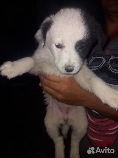 Отдам в добрые руки щенков