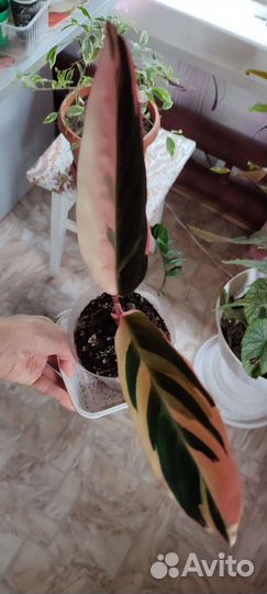 Домашние цветы