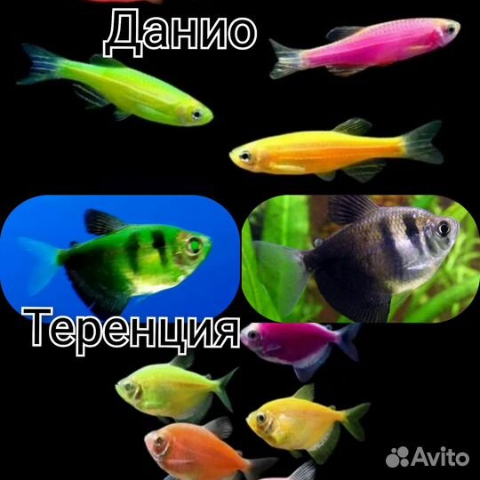 Аквариумные рыбки