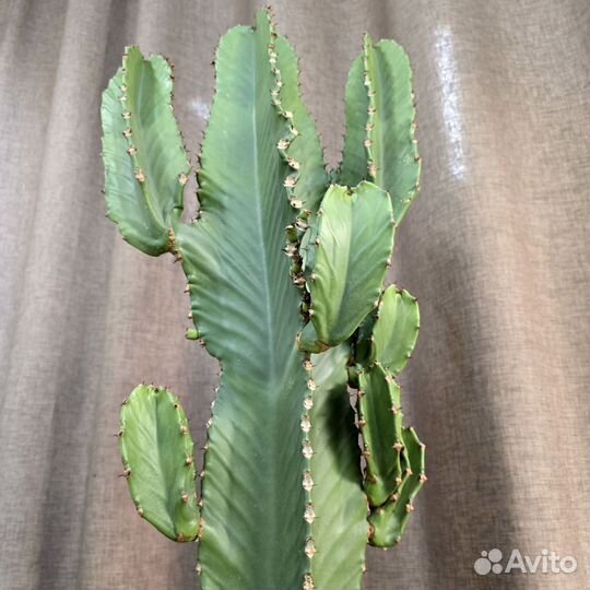 Кактус Эуфобия Эритрея