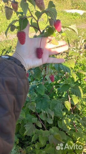 Малина много сортов