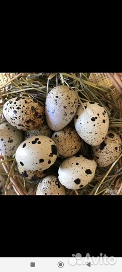 Яйца перепелиные домашние