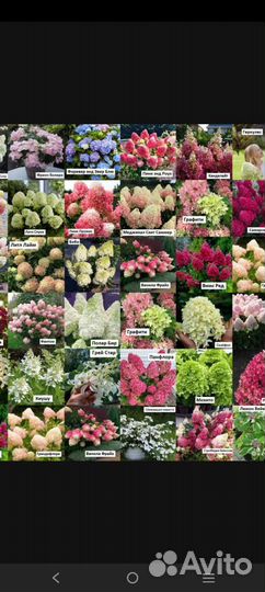 Гортензия метельчатая