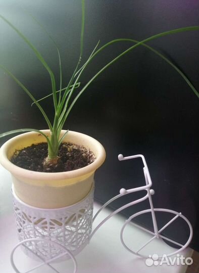 Нолина, Фикус Одри (Андрей), Кроссандра