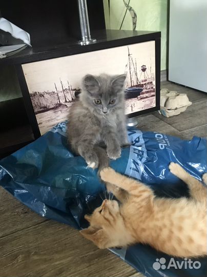 Котята в добрые руки