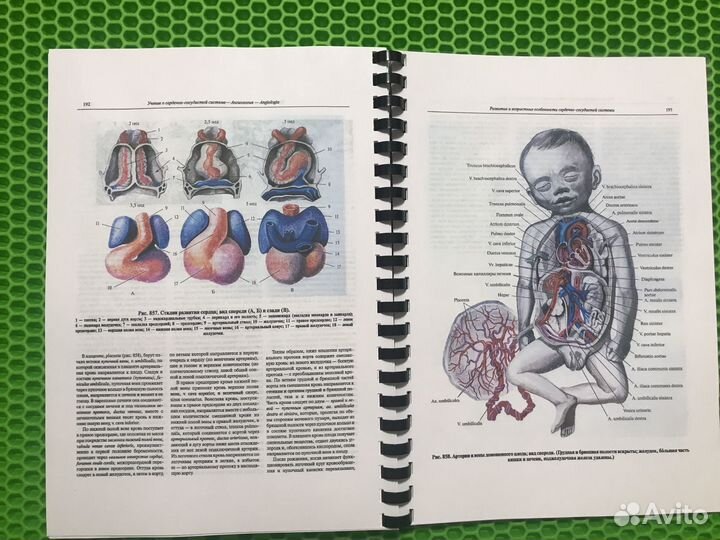 Атлас анатомии человека Синельников