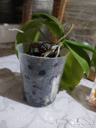 Орхидея фаленопсис