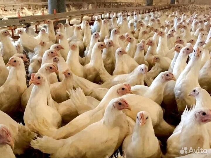 Куры несушки