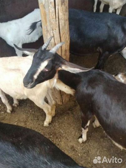 Коз дойных