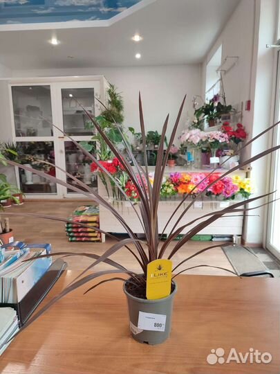 Комнатные цветы и домашние растения