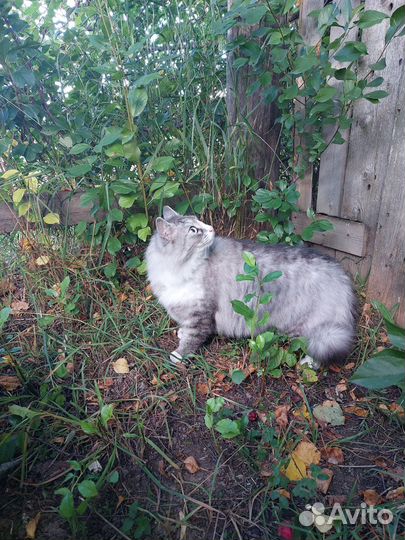 Отдам кота в добрые руки