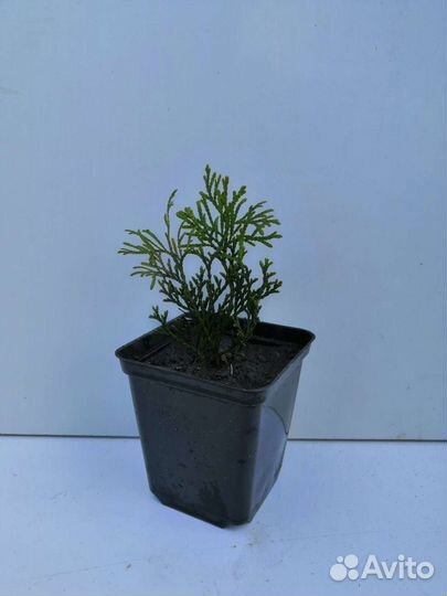 Туя смарагд