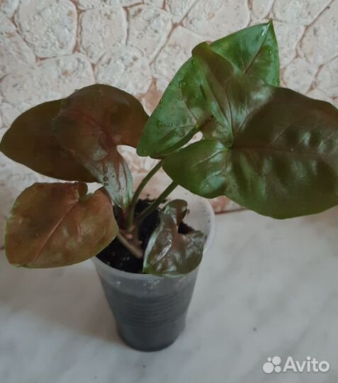 Сингониум шоколадный брокант