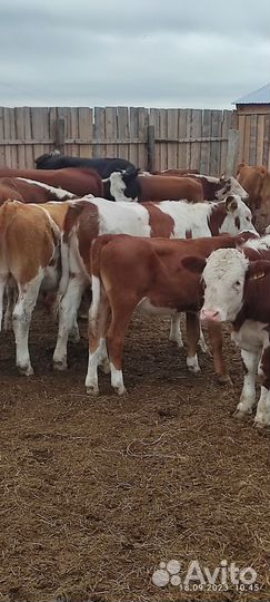 Телочки и бычки