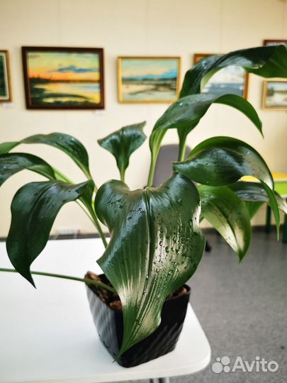 Эухарис амазонская лилия