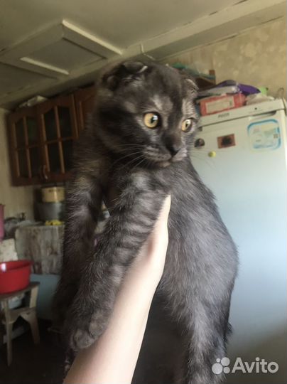 Шотландские котята