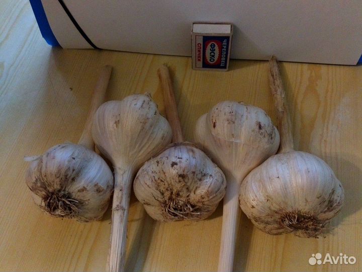 Чеснок озимый