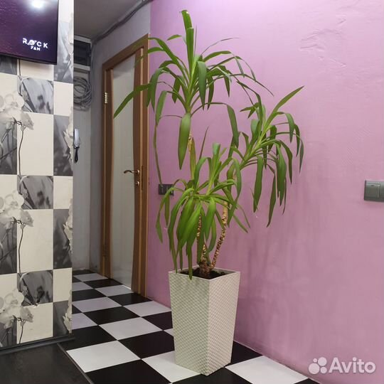 Драцена marginata, цветок пальма 120 см