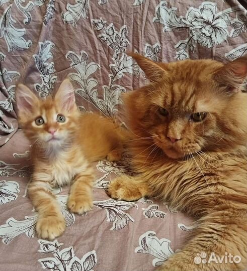 Мейн-Кун игривые малыши