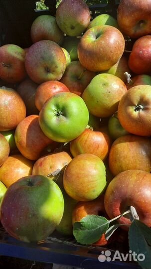 Яблоки оптом