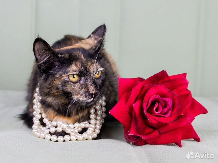 Кошечка в добрые руки,4,5 месяца