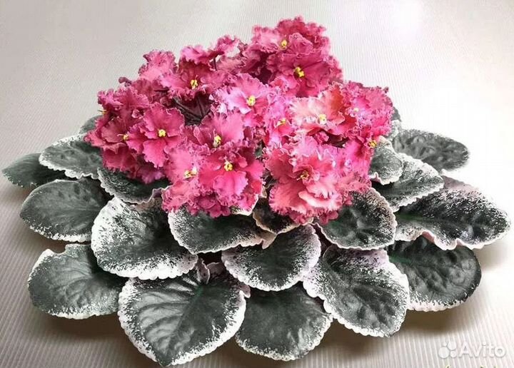 Фиалки 75 сортов