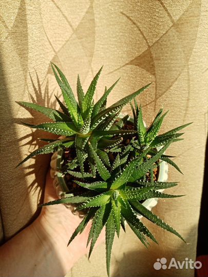 Суккуленты Хавортия полосатая