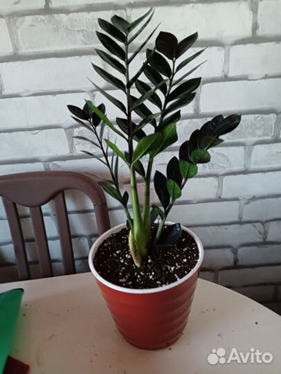 Комнатные цветы