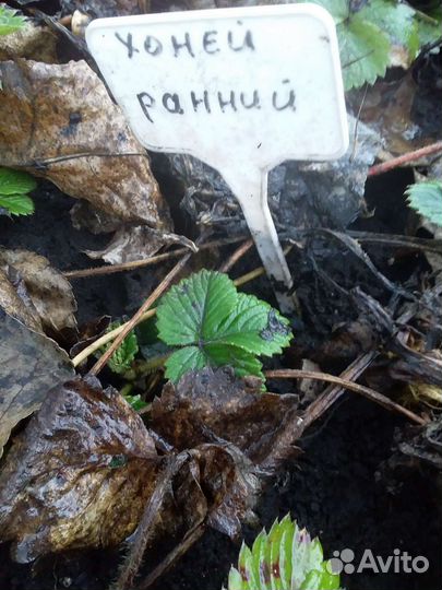 Рассада клубники