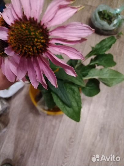 Саженцы клубники, цветов