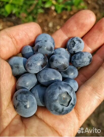 Саженцы голубики, ежевики, смородины, крыжовника