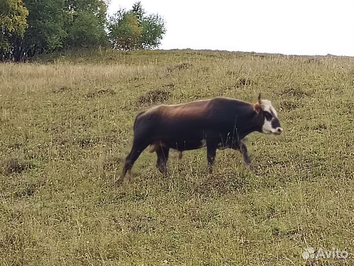 Бычки на откорм