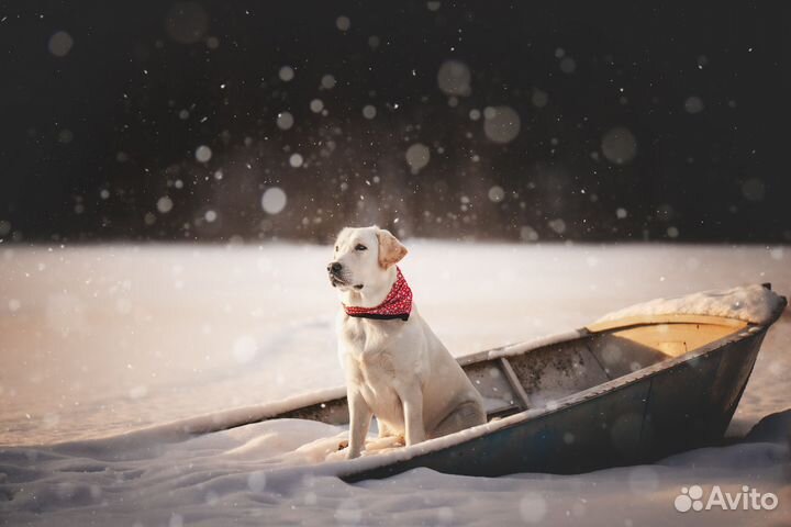 Собака для фотосессии и съёмок