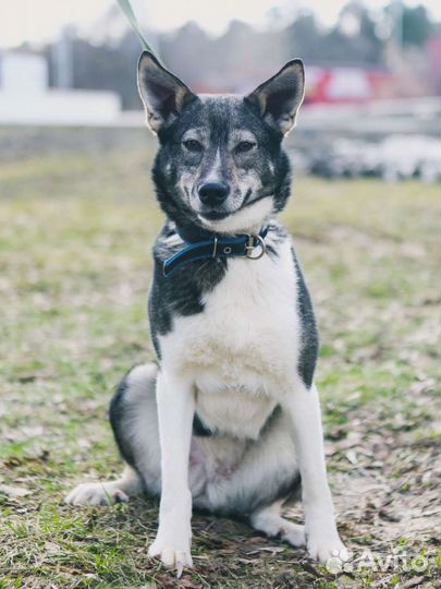 Тоскует в одиночестве