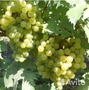 Саженцы винограда