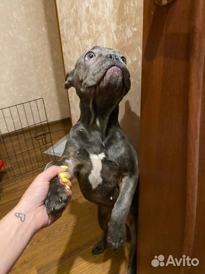 Французский бульдог кабель вязка