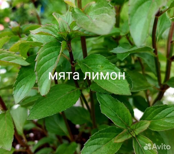 Пряные травы