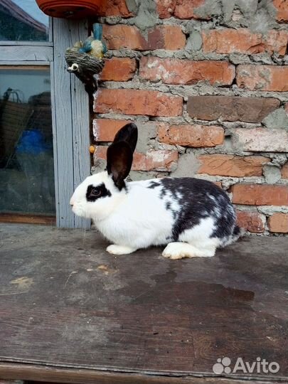 Молодые кролы