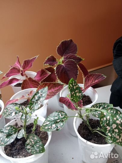 Хлорофитум и колеус