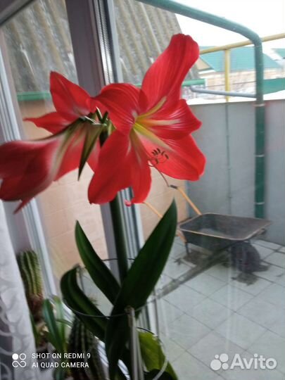 Гиппиаструм