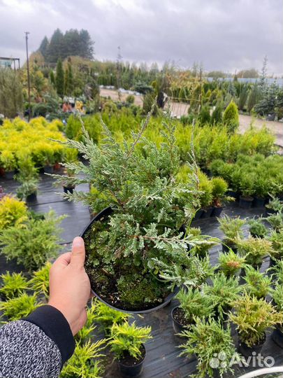 Можжевельник С3 контейнер в ассортименте