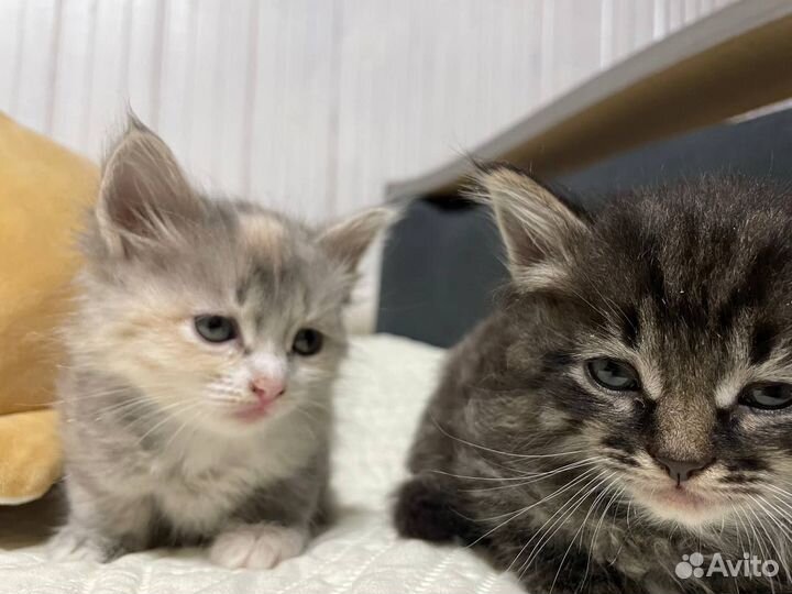 Отдам котят в хорошие руки