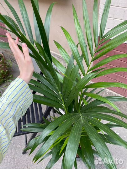 Пальма Крупномер Ховея