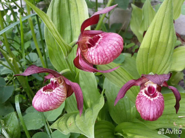 Многолетники